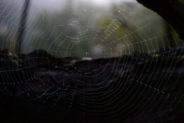 Spinnennetz im Gegenlicht mit Tautropfen, Altweibersommer	

