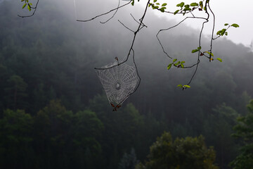 Spinnennetz im Gegenlicht mit Tautropfen, Altweibersommer