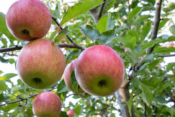 Obraz premium Red ripe apples on tree branch in the garden. Summer, autumn harvesting season. Local fruits, organic farming