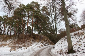 Pine trees and among the ancient ramparts in Zvenigorod, Moscow region 
