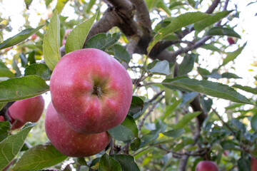 Red ripe apples on tree branch in the garden. Summer, autumn harvesting season. Local fruits, organic farming