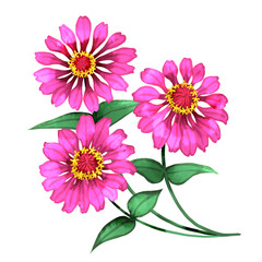 3本のジニアの手描き水彩風イラスト