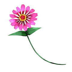 ピンク色のジニアの手描き水彩風イラスト