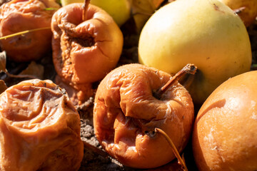 Overripe rotten yellow apples fruits on the ground under tree in the garden. Summer, autumn, fall...