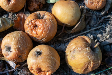 Overripe rotten yellow apples fruits on the ground under tree in the garden. Summer, autumn, fall harvesting season. Composting, recycling, zero waste ecological concept