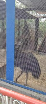 Emu ostrich walks in an iron cage. Emu in zoo. Big wild bird in zoo.