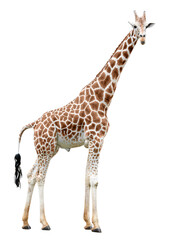 Standing giraffe looking in camera cut out - obrazy, fototapety, plakaty