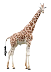 Foto op Plexiglas Standing giraffe looking in camera cut out © ChaoticDesignStudio