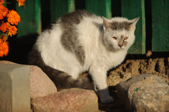 frightened white and gray country cat