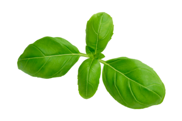 Isolated fresh basil leaves. PNG file with transparent background.