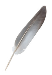 Grey feather cut out