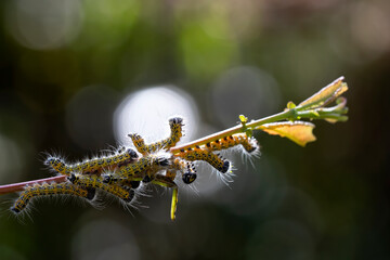 cabbage caterpillars on a branch with dewdrops in the background as bokeh. macro nature and wildlife photography. space for copy. nature scenes