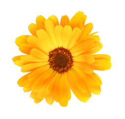 Calendula (marigold) flower head cut out