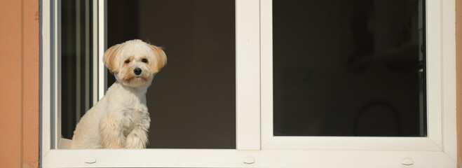 light small dog maltipu sits on the window in the kitchen