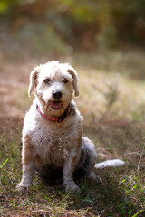 elderly beagle looking at the camera on her walk in the bush on a sunny day. adopt