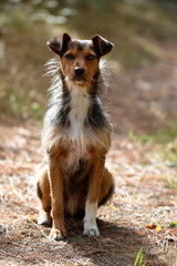 young dog mix of bodeguero and yorkshire, sitting looking at the camera in a natural environment against the light.