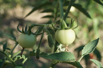 two unripe green tomatoes on the branch