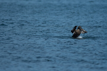 Common Eider flapping wings off the coast of Mount Desert Island in Maine