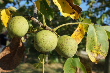 three pears among yellowed leaves