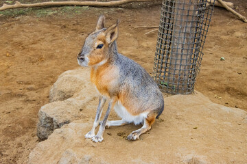 Fototapeta premium マーラ