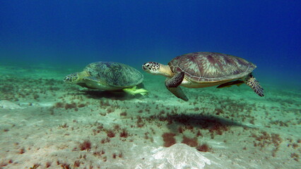 Big Green turtle on the reefs of the Red Sea.