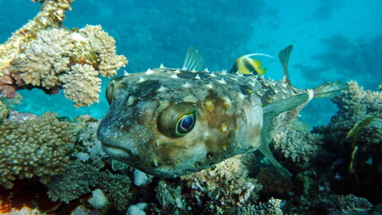Fish hedgehog. Yellow-spotted cyclicht - grows up to 34 cm, feeds on crustaceans and molluscs. In case of danger, it takes the form of a ball, bristling spines.