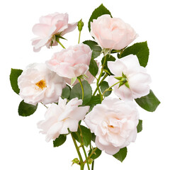 Obraz na płótnie Canvas Isolated heads of light pink roses flowers on white background. Bud and leaf of light pink rose flower isolated on white. Tea rose. Aroma rose flowers