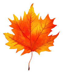 Fototapeta premium Orange maple tree leaf cut out, digital illustration