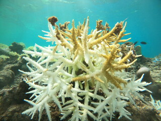 Fototapeta na wymiar サンゴの白化→藻が生える