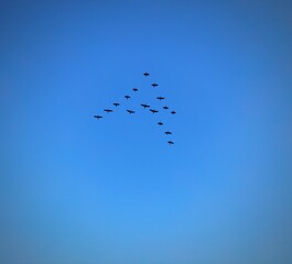 A view of cormorants birds flying in a uniform pattern.