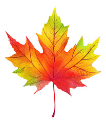 Colorful maple tree leaf cut out, digital illustration