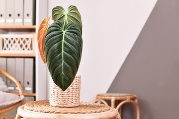 Tropical 'Philodendron Melanochrysum' houseplant  with dark long leaves on table © Firn