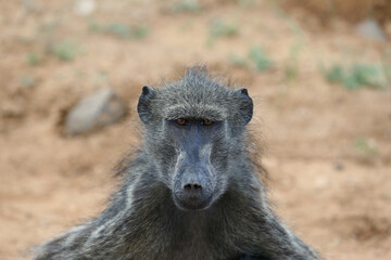 Baboon Staring at Camera