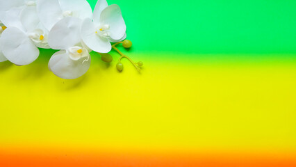 White orchid flower banner on green yellow orange gradient background