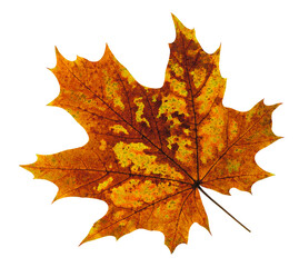Brown maple tree autumn leaf cut out