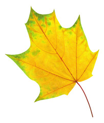 Yellow green maple tree autumn leaf