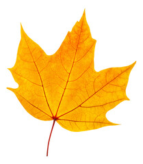 Orange maple tree autumn leaf