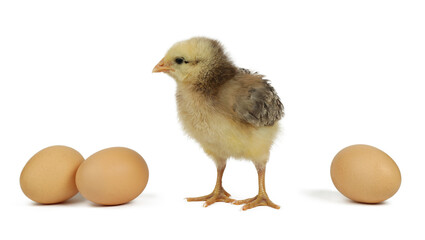 Chicken and eggs on a white background, close-up.