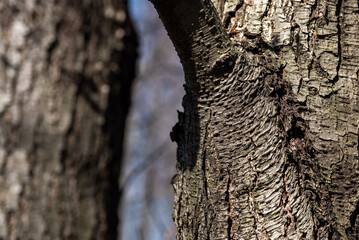 Kora drzewa liściastego, struktura pnia, wzory abstrakcyjne (4).