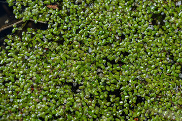 Rzęsa drobna, mniejsza (Lemna minor L.), małe zielone liście rosnące na stojącej wodzie. - obrazy, fototapety, plakaty