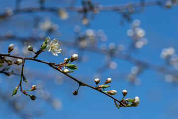 Białe wiosenne kwiaty rosnące na drzewie, jasne tło.