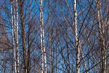 Brzozowy las, błękitne niebo, brak liści wczesna wiosna (3).