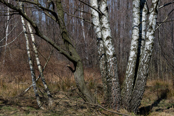 Brzozowy las, błękitne niebo, brak liści wczesna wiosna (2).