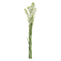 Tuberose flower stems isolated on transparent background