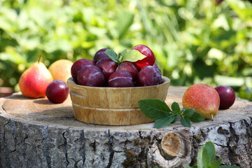 Summer season. Gardening. Harvest of fruits in a wooden bowl on a log in the summer garden. Blue plums, pears. Sunlight, green leaves. Rustic. Background image, copy space