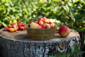 Summer season. Gardening. Harvest of fruits and berries in a wooden bowl on a log in the summer garden. Pear and cherry. Sunlight, green leaves. Rustic. Background image, copy space