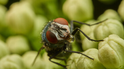 Details of a fly perched on a green plant.