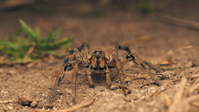 Details of a brown wolf spider among green grasses