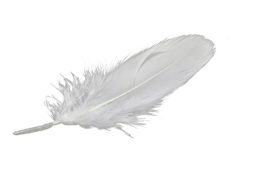 wei&szlig;e, Freigestellte Feder auf wei&szlig;em Untergrund f&uuml;r Composings