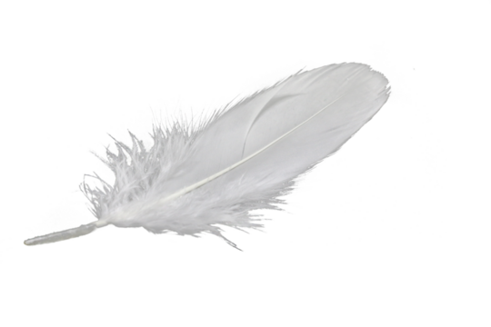 weiße, Freigestellte Feder auf weißem Untergrund für Composings